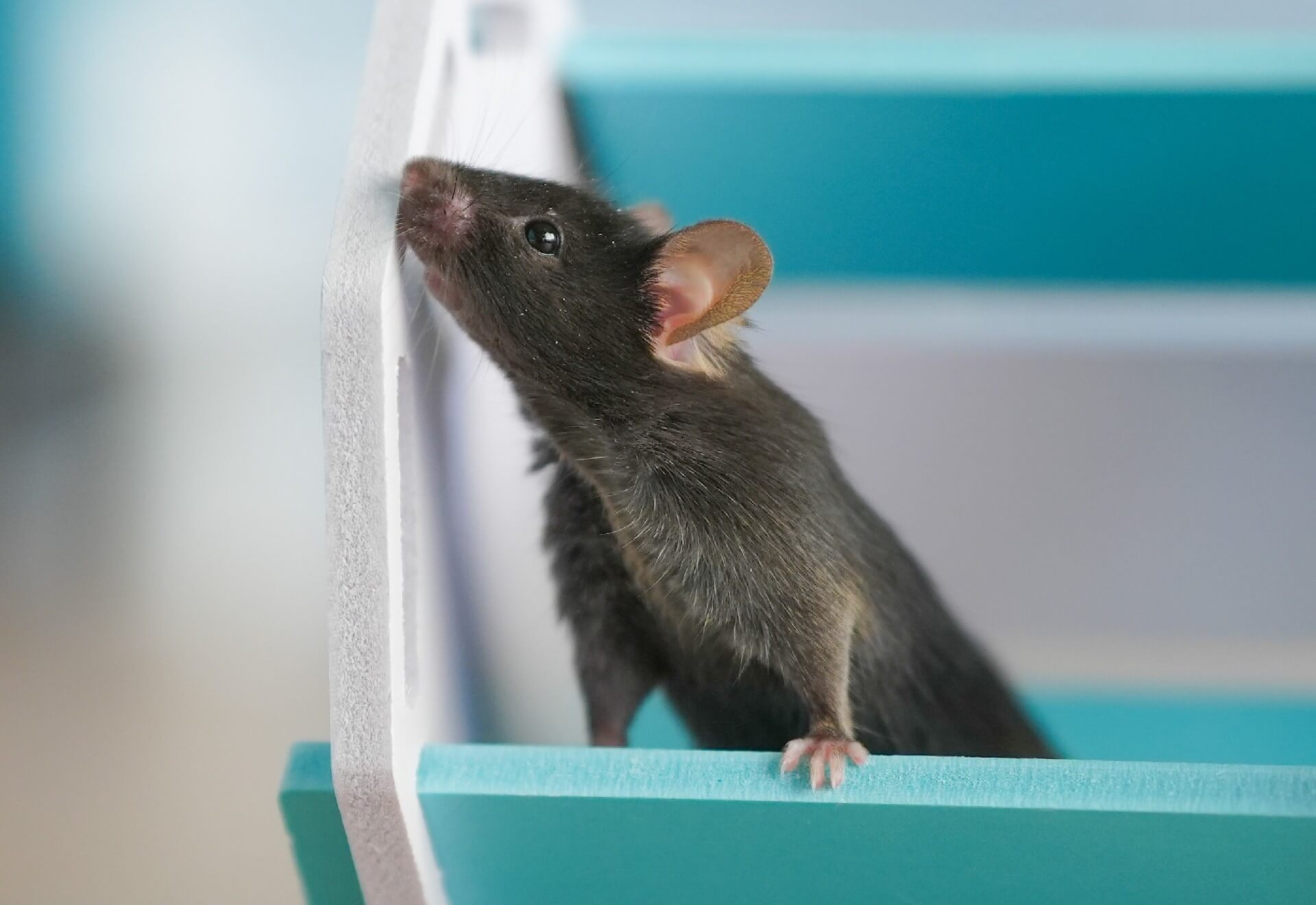 神經(jīng)類(lèi)疾病模型