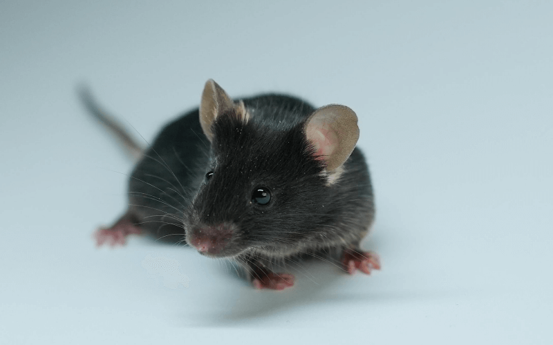 Rag2 （B、T免疫細胞缺失小鼠）